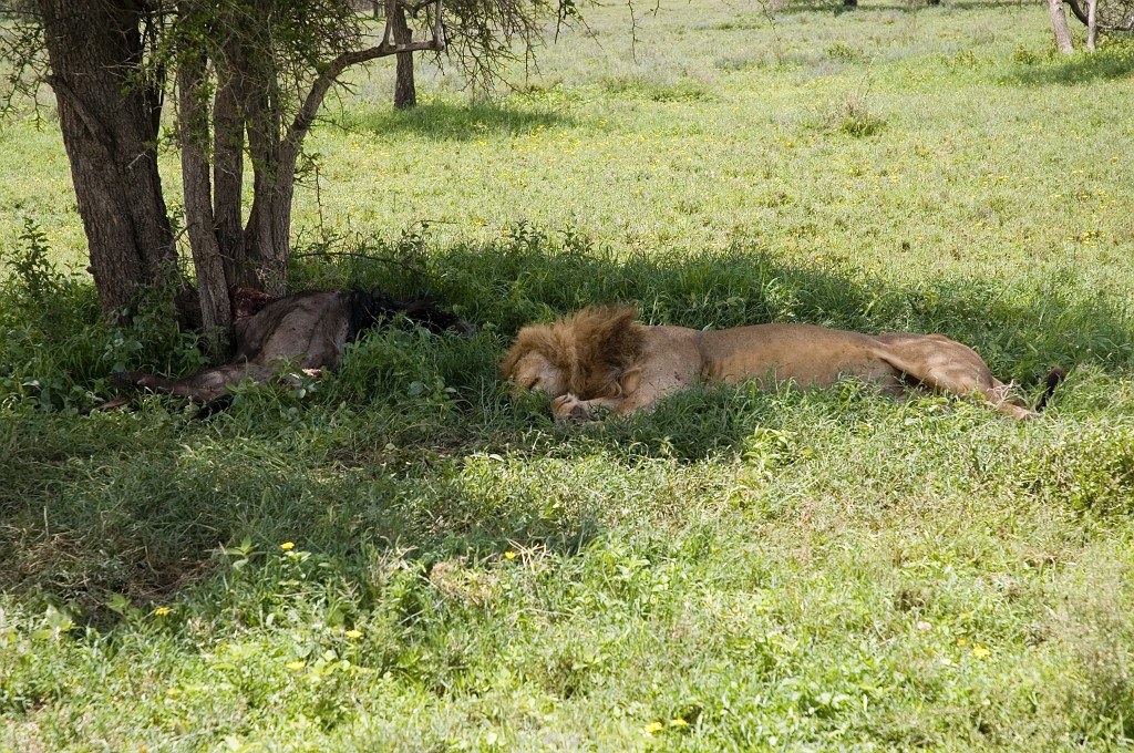 Ndutu Love han05.jpg - Lion (Panthera leo), Tanzania March 2006